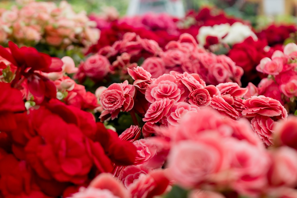 assorted-beautiful-bloom-698884